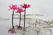 Star Lotus