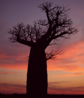 Baobab
