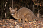 Fosa