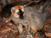 Red-fronted brown lemur