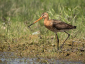 Black-tailed godwit