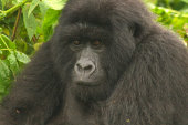 Mountain gorilla