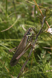 Roesell's bush-cricket