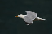 Herring gull