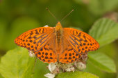 Silver-washed fritillary