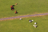 Cattle