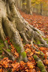 Beech wood, Rack Hill