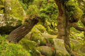 Wistman's Wood