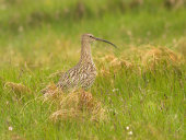 Whimbrel