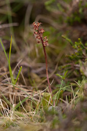 Lesser twayblade