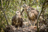 Young Buzzards