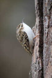 Treecreeper