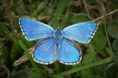Adonis blue