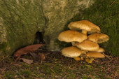 Shaggy scalycap