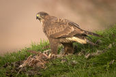 Buzzard eating pheasant