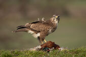 Buzzard eating pheasant