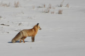 Red fox