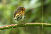 Ochre-breasted antpitta