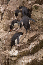 Rockhopper penguins