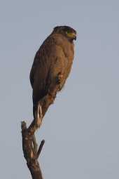 Crested serpent eagle