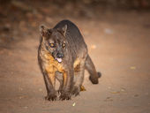 Fosa