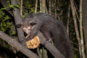 Aye-aye