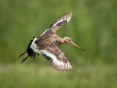 Black-tailed godwit