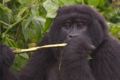 Mountain gorilla