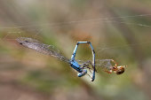 Common blue damselfly