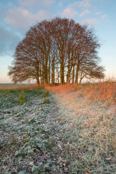 Beech clump, Overton Hill