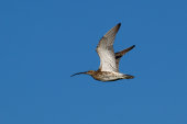 Curlew