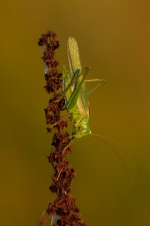 Great green bush-cricket