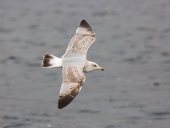 Herring gull