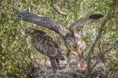 Young Buzzards