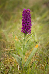 Northern marsh orchid