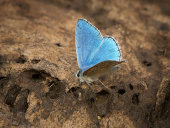 Adonis blue on cow pat
