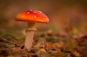 Fly agaric