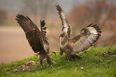 Buzzards fighting