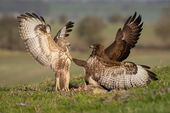 Buzzards fighting