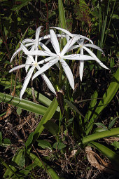 Lily