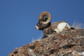 Bighorn sheep