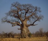 African Baobab