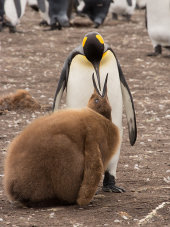 King penguin