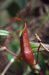 Fringed pitcher plant