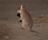 Giant jumping rat