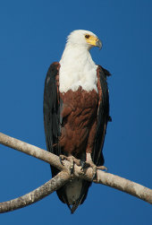 African fish eagle
