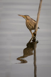 Little bittern