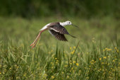 Black-winged stilt
