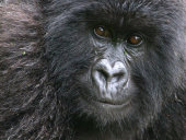 Mountain gorilla