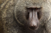 Olive baboon